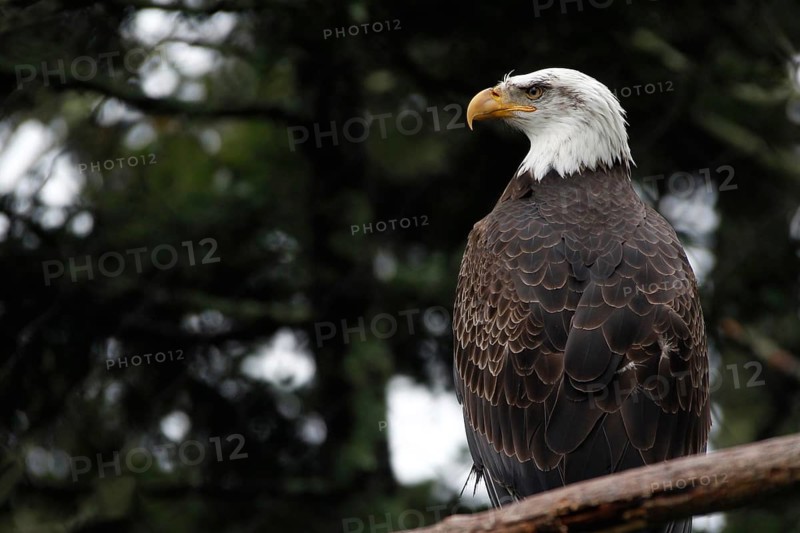 A bald eagle is majestically perched on a tree in Grandfather Mountain State Park, zero