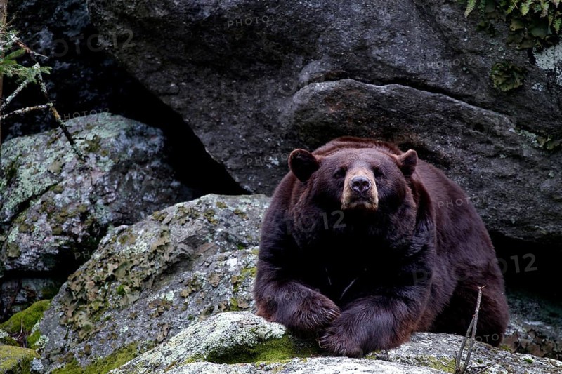 A black bear resting on large rocks, Grandfather Mountain State Park, North Carolina, USA