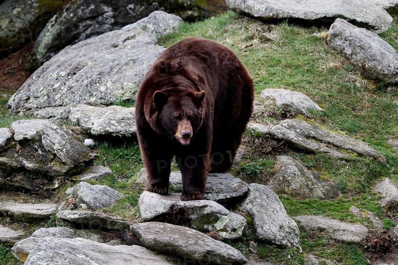 A black bear moves between rocks in greenery, Grandfather Mountain State Park, North Carolina, USA