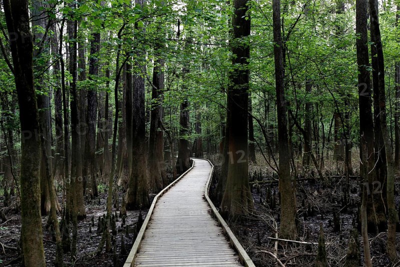 A wooden trail leads through a lush forest in Congaree National Park, Congaree National Park, South Carolina, USA