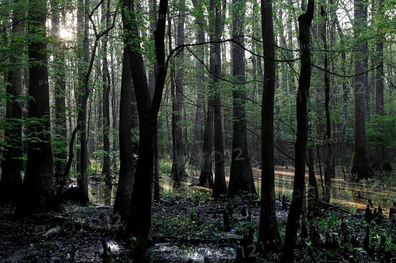 Light-flooded forest in Congaree National Park with flooded trees, Congaree National Park, South Carolina, USA
