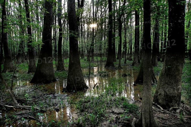 Dense forest in Congaree National Park with trees sticking out of the water, Congaree National Park, South Carolina, USA