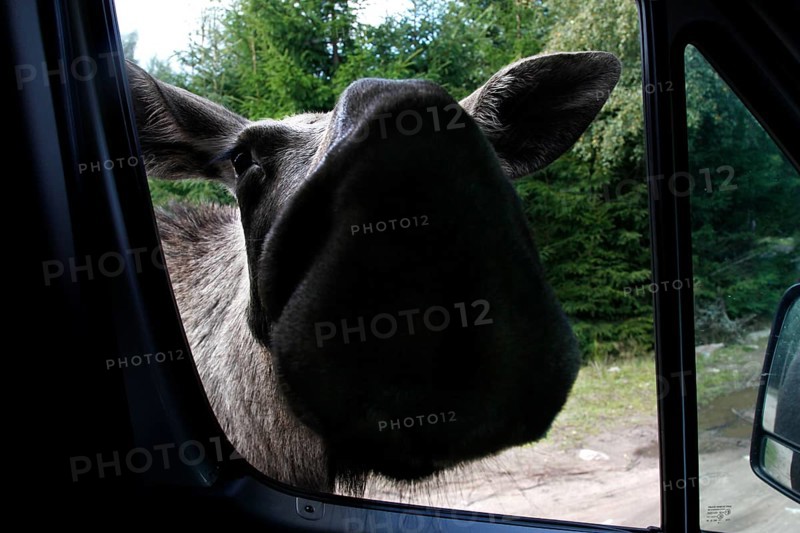 Elk cow curiously approaches the car window in Glasrikets Elk Park, Nybro, Kalmar, Sweden
