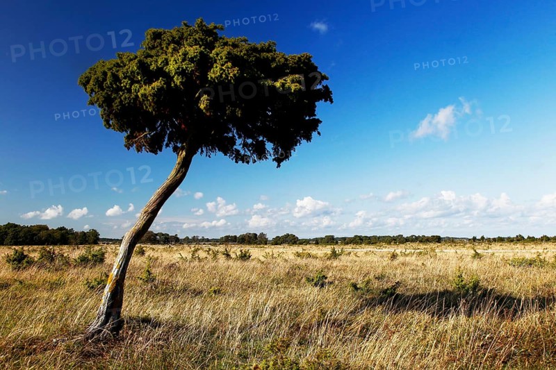 A lonely tree in a meadow under a clear blue sky, Närsholmen, Gotland, Sweden