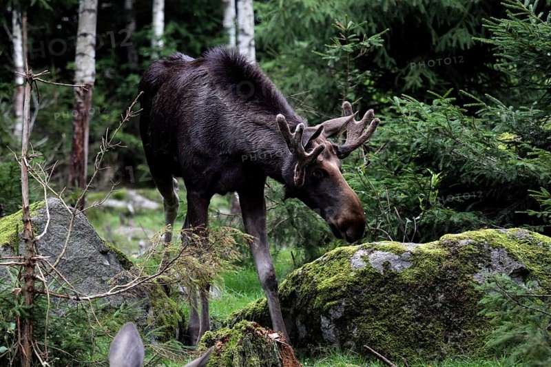 Bull elk between trees and moss-covered stones in the forest, Nybro, Sweden