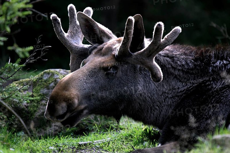 Bull elk resting in the forest of Glasriket Elk Park, Nybro, Kalmar, Sweden