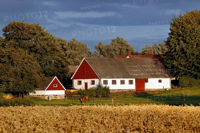 Typical Swedish farmhouse in the summer countryside of Småland, Småland, Sweden