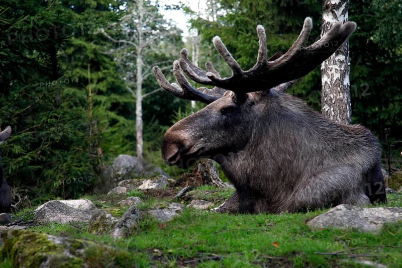 Bull elk sitting in Glasrikets elk park surrounded by green vegetation, Nybro, Kalmar, Sweden