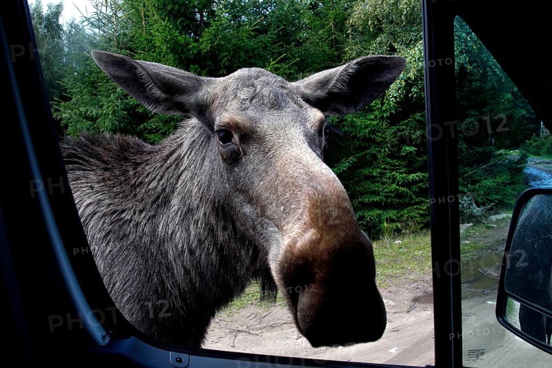 Elk cow looks curiously into the car window of Glasriket Elk Park, Nybro, Kalmar, Sweden