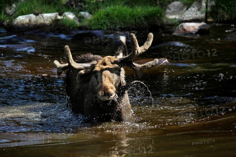 Bull elk crosses the lake in Glasrikets Elk Park, Nybro, Kalmar, Sweden