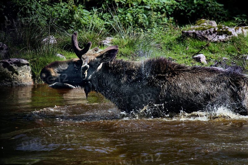 Bull elk swims in the lake of the Glasriket Elk Park near Nybro, Nybro, Kalmar, Sweden