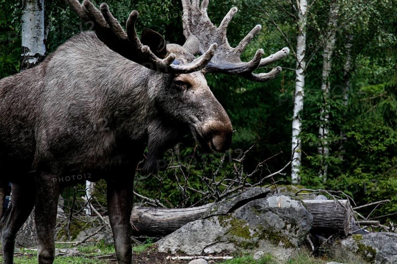 A stately bull moose at Glasrikets Elk Park in Nybro against a wooded backdrop, Nybro, Kalmar County, Sweden