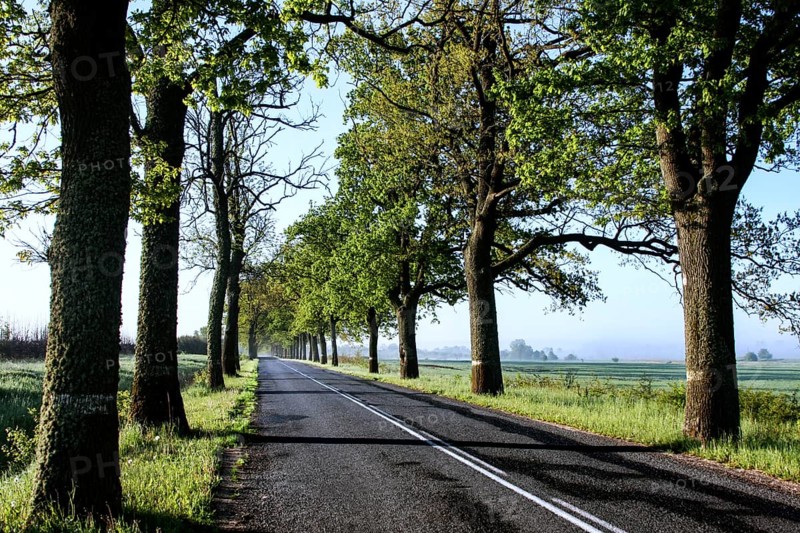 Long sunny avenue lined with tall green trees along a country road, Zeleznodorznyj, Kaliningrad, Russia
