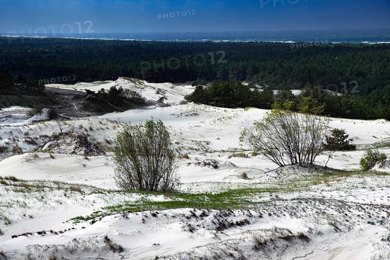 Wide sand dunes with sporadically growing bushes under bright blue sky, Ephas Heights, Kaliningrad, Russia