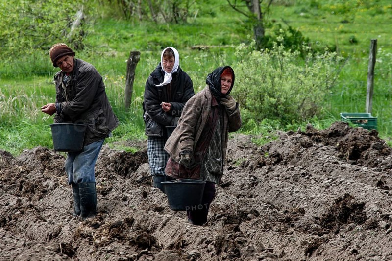 Farmers plant potatoes in a muddy field when it rains, Gromovo, Russia
