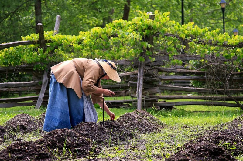 Woman working in period clothing on a tobacco plantation at Yorktown Victory Center, Yorktown, Virginia, USA