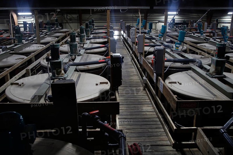 A production hall full of large Tabasco containers, Avery Island, Louisiana, USA