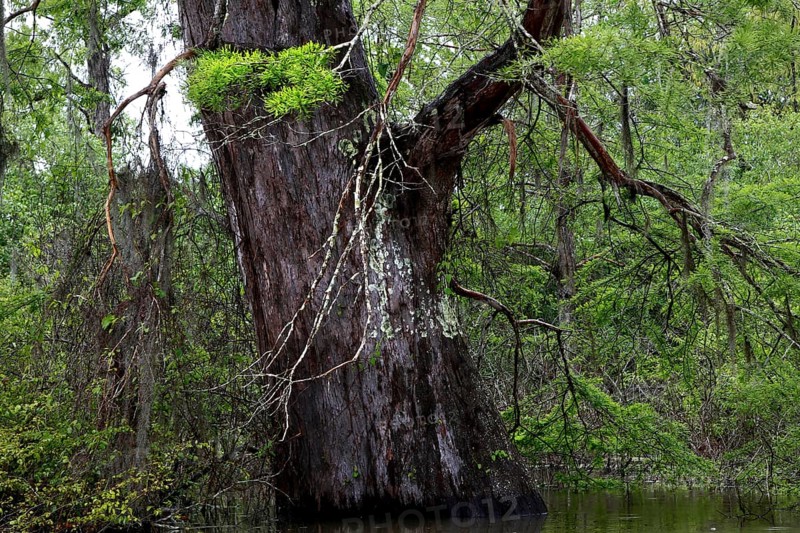 Large tree with moss-covered branches in Atchafalaya Basin swamp, lush green area, zero