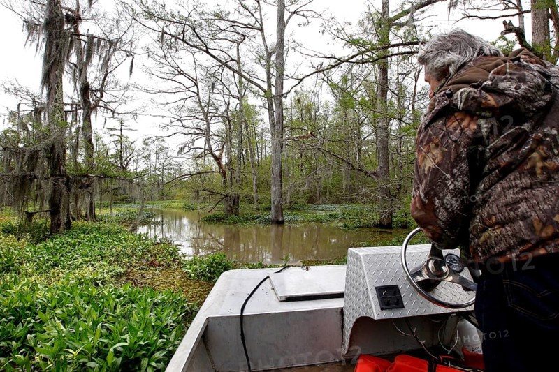 Person navigating a boat through thick, green swamp vegetation, Atchafalaya Basin, Louisiana, USA