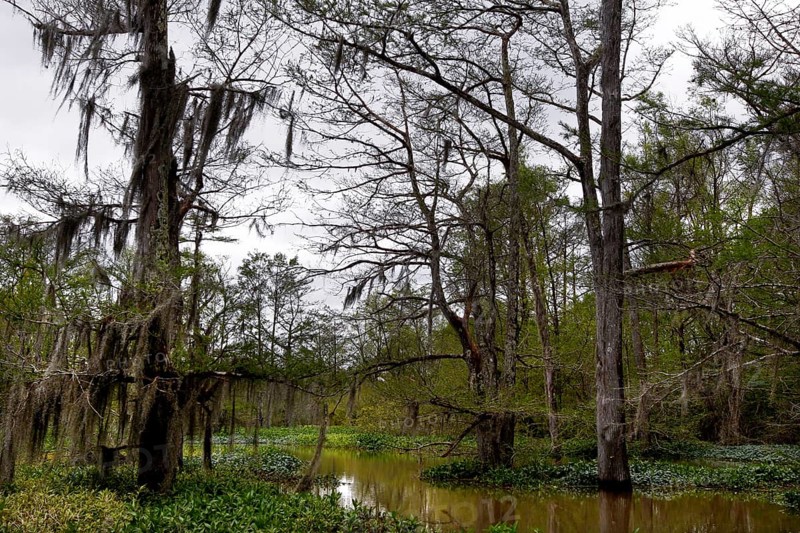 Lush vegetation and calm waterways in a remote marshland, Atchafalaya Basin, Louisiana, USA
