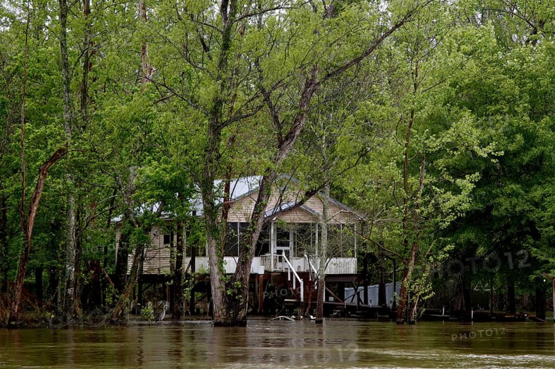 A lonely house is hidden in the swampy forest, Atchafalaya Basin, Louisiana, USA