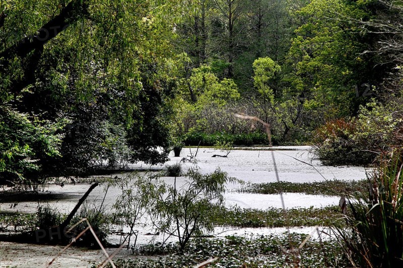 Tranquil pond surrounded by lush greenery, reflecting the forest on Avery Island, zero