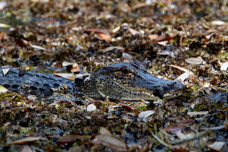 A camouflaged alligator hides among leaves and branches in Avery Island, zero