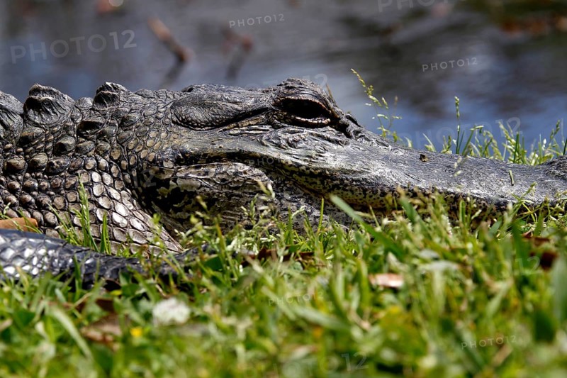 An alligator lies in the grass surrounded by greenery in Avery Island, zero