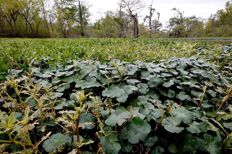 Lush, green vegetation on the water in the Atchafalaya Basin swamp, zero