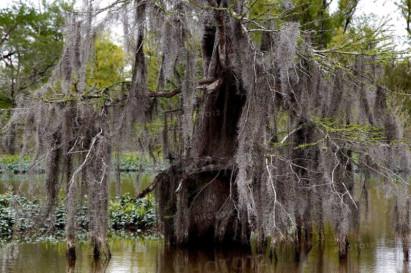 A tree with drooping moss is reflected in the water of the Atchafalaya Basin swamp, zero