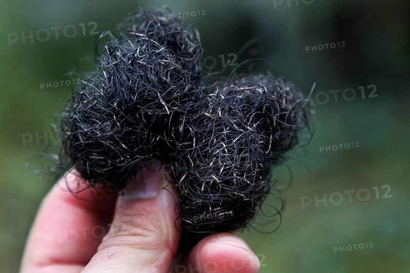 Close-up of Spanish moss being held by one hand, Atchafalaya Basin, Louisiana, USA