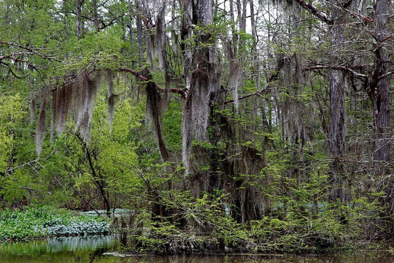 Lush trees with hanging Spanish moss in green swamp, Atchafalaya Basin, Louisiana, USA