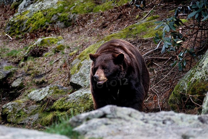 American Black Bear stands alert in a rocky and vegetated environment in Grandfather Mountain State Park, Grandfather Mountain State Park, North Carolina, USA