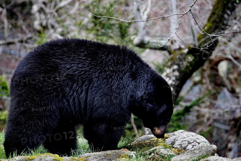 American Black Bear foraging among rocks and tree trunks in Grandfather Mountain State Park, Grandfather Mountain State Park, North Carolina, USA