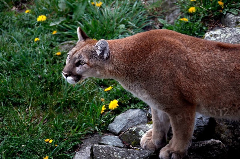 Mountain lion in hunting pose surrounded by rocks and yellow flowers in Grandfather Mountain State Park, Grandfather Mountain State Park, North Carolina, USA