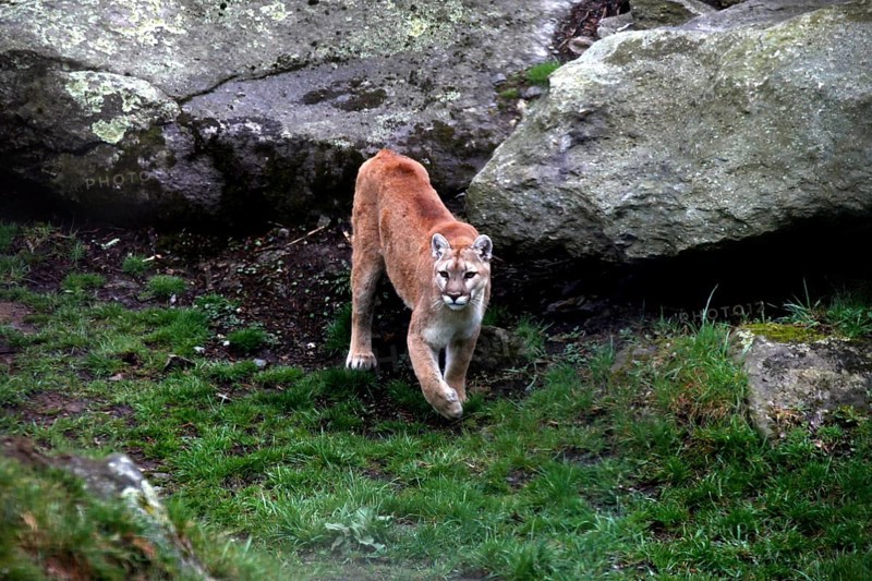 A mountain lion moves between rocks and grass in Grandfather Mountain State Park, Grandfather Mountain State Park, North Carolina, USA