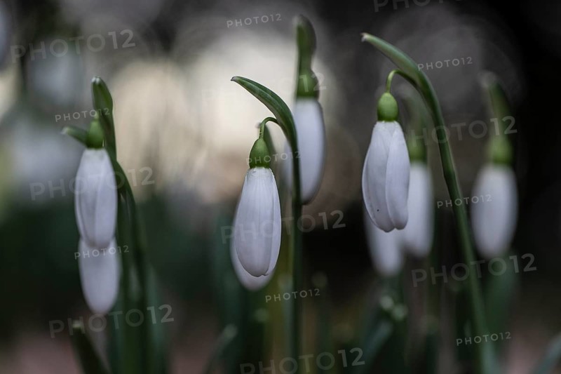 Snowdrop (Galanthus nivalis), Emsland, Lower Saxony, Germany