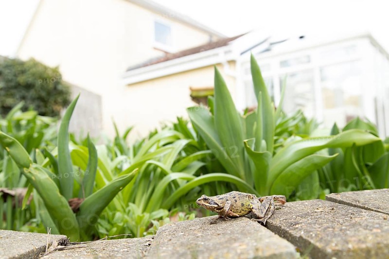 Common frog (Rana temporaria) adult amphibian in a garden with a house in the background in spring, England, United Kingdom