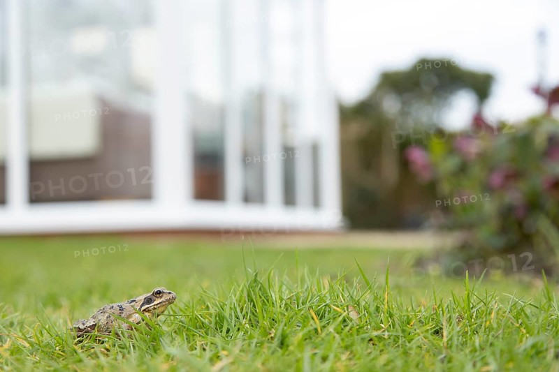 Common frog (Rana temporaria) adult amphibian on a garden grass lawn with a house in the background in spring, England, United Kingdom