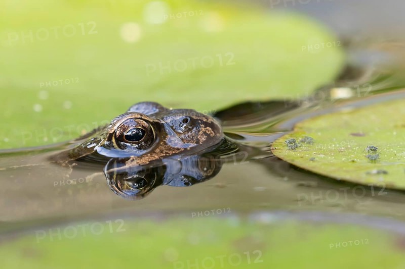 Common frog (Rana temporaria) adult amphibian on the water surface of a garden pond amongst water lily pads with aphids on in summer, England, United Kingdom