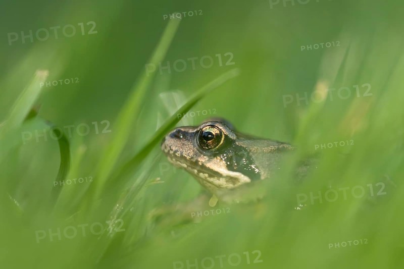 Common frog (Rana temporaria) juvenile baby froglet amphibian amongst grass of a garden lawn in summer, England, United Kingdom