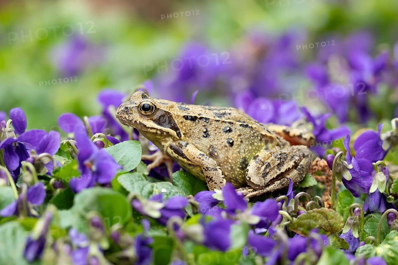 Common frog (Rana temporaria) adult amphibian amongst garden blue violet flowers in spring, England, United Kingdom