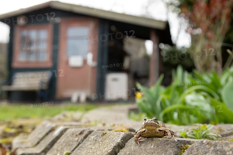 Common frog (Rana temporaria) adult amphibian in a garden with a shed in the background in spring, England, United Kingdom