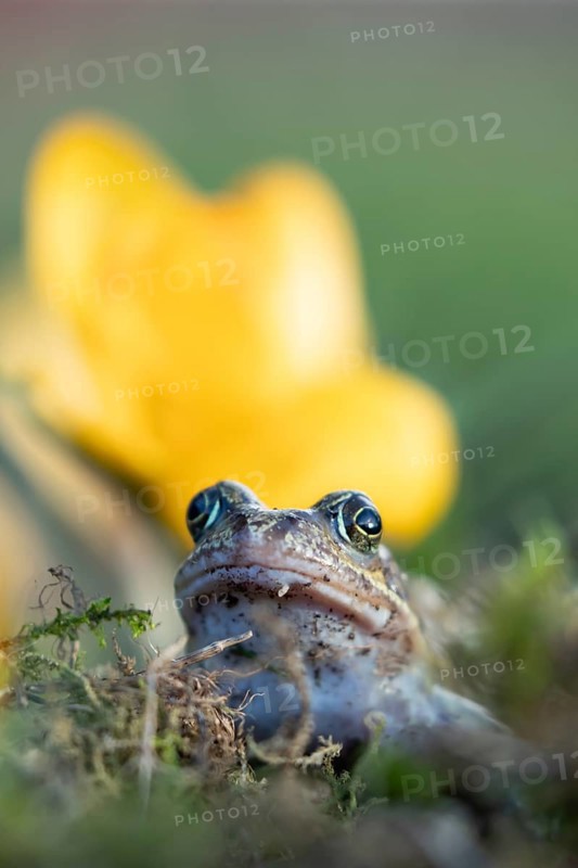 Common frog (Rana temporaria) adult amphibian amongst garden yellow crocus flowers in spring, England, United Kingdom