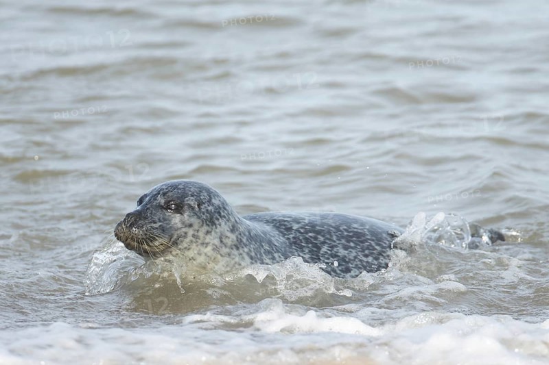 Common or harbor seal (Phoca vitulina) adult animal swimming in the sea, England, United Kingdom