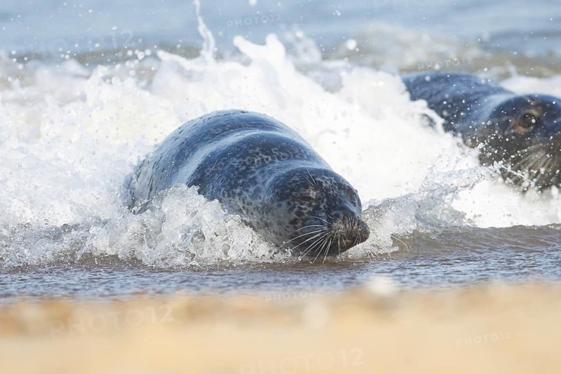 Atlantic grey seal (Halichoerus grypus) adult animal surfing in the sea waves on a seaside beach, England, United Kingdom