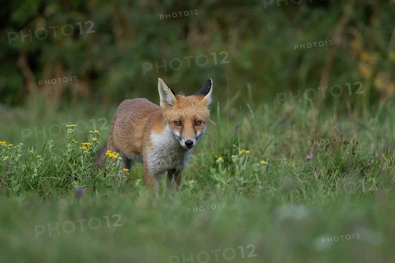 Red fox (Vulpes vulpes) juvenile baby cub animal in countryside grassland with wildflowers in summer, England, United Kingdom