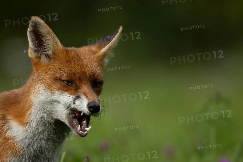 Red fox (Vulpes vulpes) adult animal in countryside grassland snarling with its mouth open, England, United Kingdom