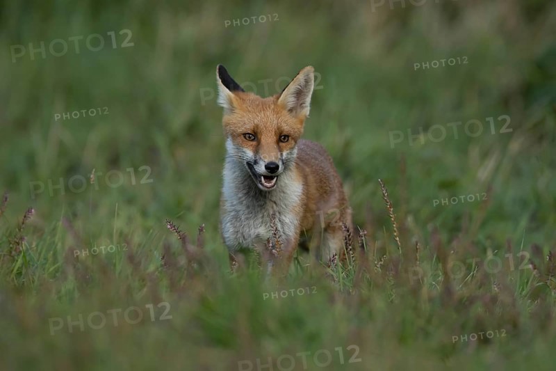 Red fox (Vulpes vulpes) juvenile baby cub animal in countryside grassland in summer, England, United Kingdom
