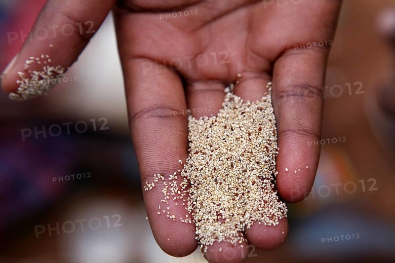 Teff grains in hand at the market in Key Afar, Key Afar, South Ethiopia, Ethiopia